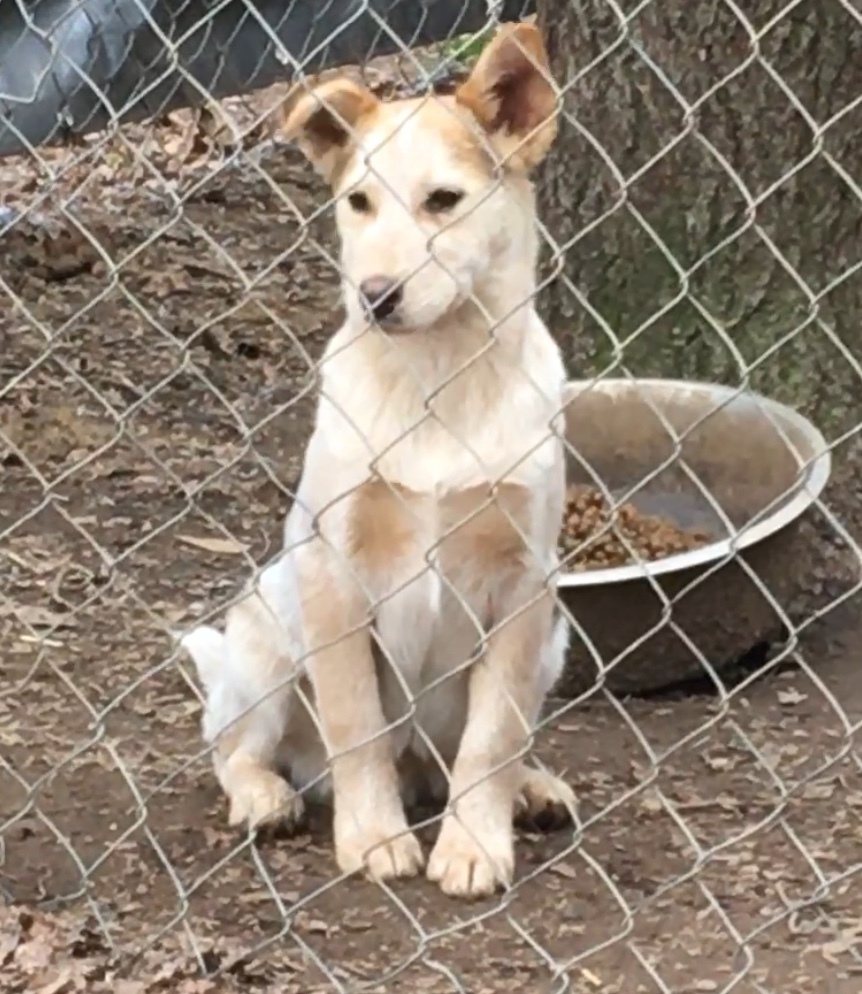 Toby as a cow-spotted puppy at the rescue farm