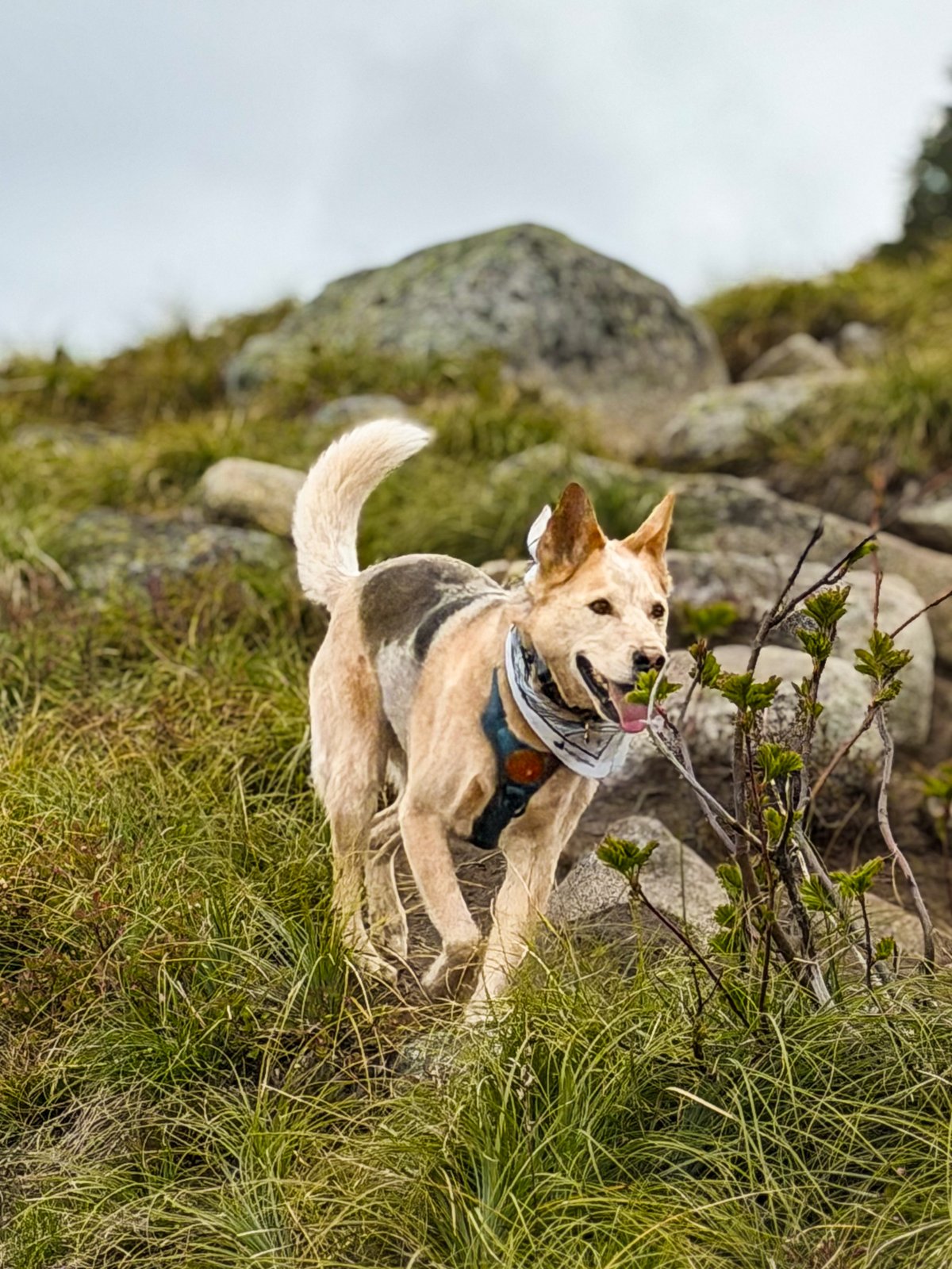 Toby running down a green mountain trail, ears up