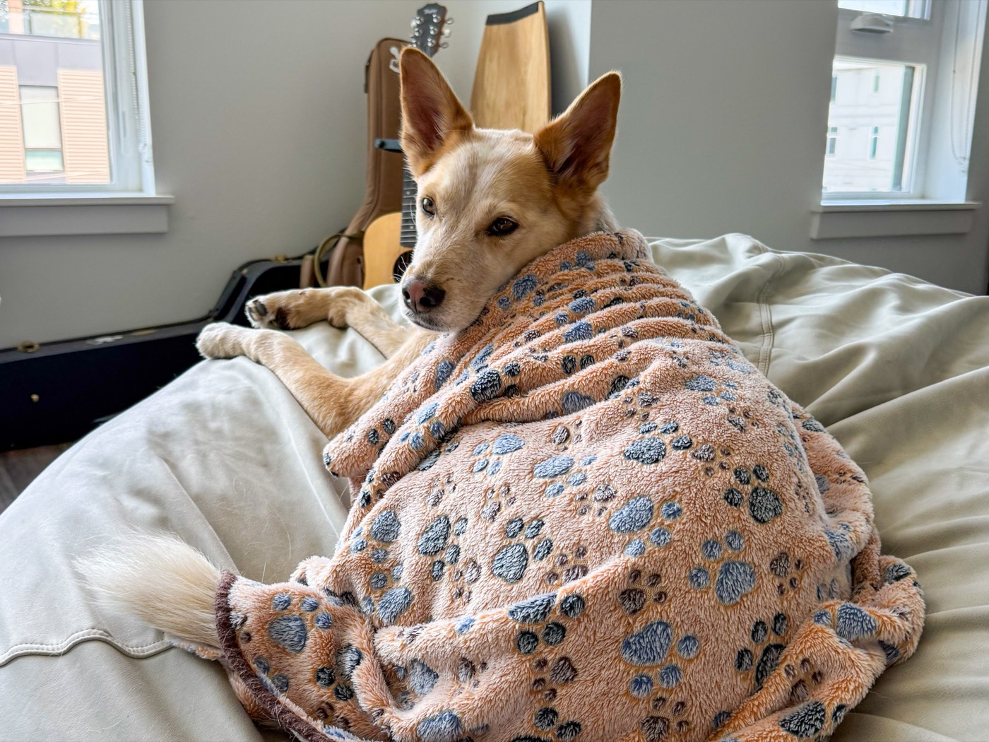 Toby burrowed into a paw-print blanket at home, ears up, looking back over his shoulder